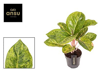 Aglaonema Apple Green