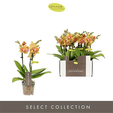 Phal 3st Optifriend Indy 25+ (opti)