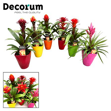 Guzmania Bolmix Exclusive Luxe Ceramic (decorum)