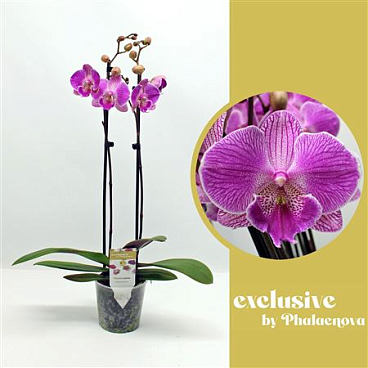 Phal 2st Royal Smile 16+ (phalaenova)