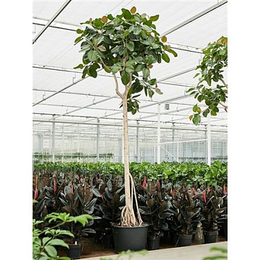 Ficus Benghalensis On Stem