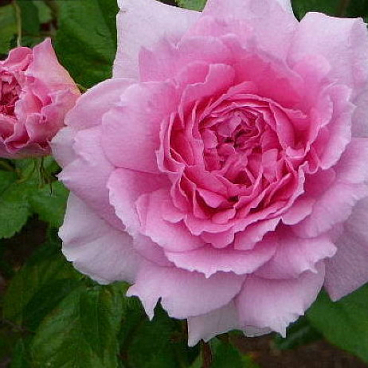 Роза парковая Ламберт Клосс