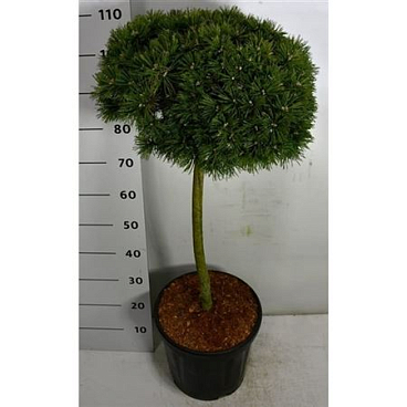 Pinus Mugo Benjamin On Stem
