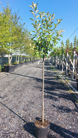 Яблоня декоративная Джон Дауни штамб 120