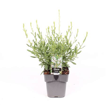 Gaura Lindheimeri Snowbird