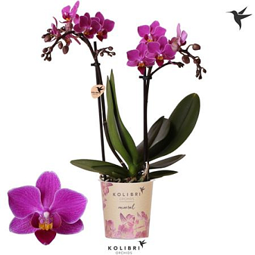Phal 2st Basel 22+ Potcover (ok)
