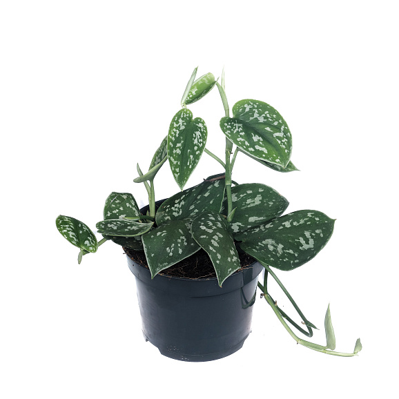 Сциндапсус Пиктус | Оптовая цветочная компания «Флора Групп» Сциндапсус Пиктус