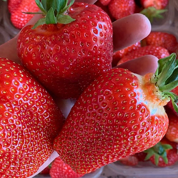 Земляника Азия