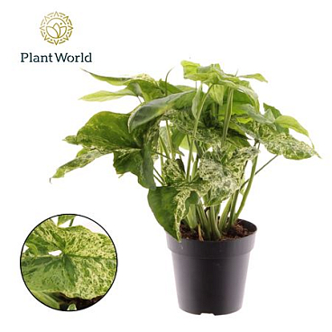 Syngonium Mottled