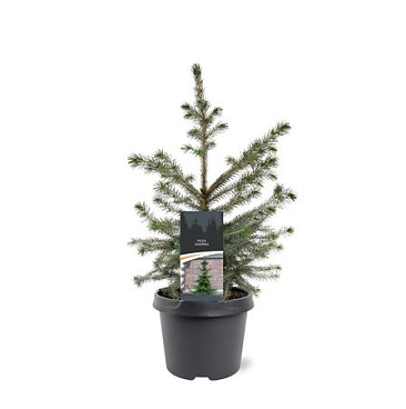 Picea Omorika