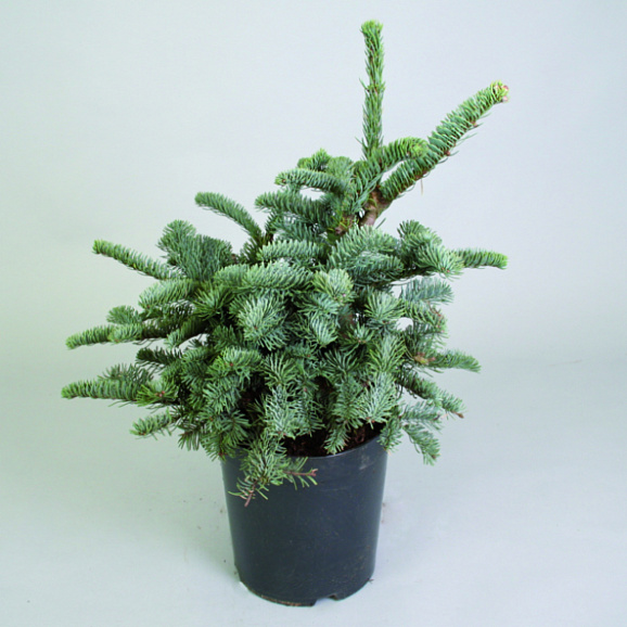 Пихта высокорослая Глаука