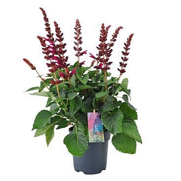 Salvia Salgoon Lake Flamingo