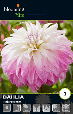 Георгина декоративная Пинк Петтикоат