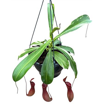 Nepenthes Alata Variegata