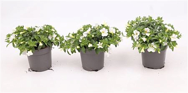 Calibrachoa Cabaret Compact White