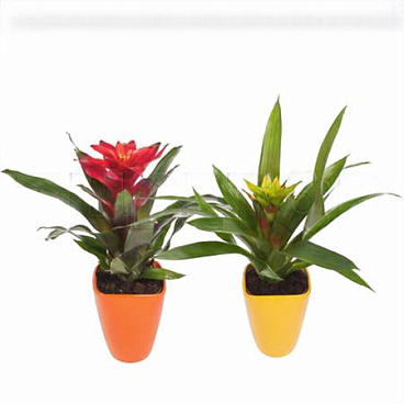 Гузмания Микс в керамике