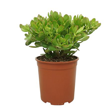 Crassula Portulaca 27 Cm