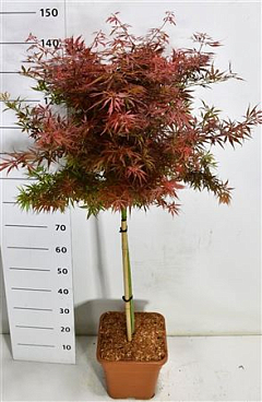 Acer Palm Jerre Schwartz On Stem