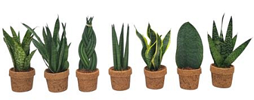 Kokopot Sansevieria Mix 10 Cm 3-6 Soorten