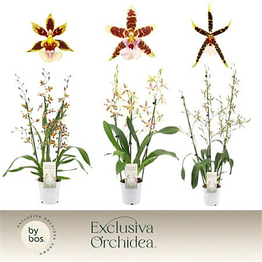 Cambria 3stmix Exclusiva Orchidea