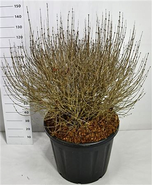 Syringa Meyeri Palibin