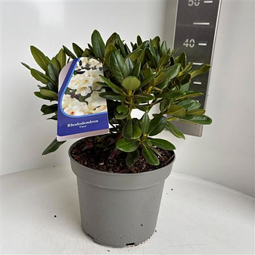 Rhodo (y) Flava