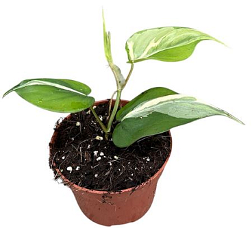 Philodendron Rio