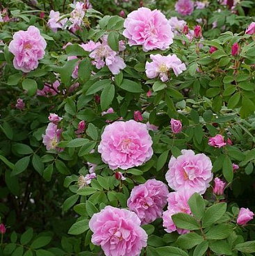 Роза парковая Терез Банье