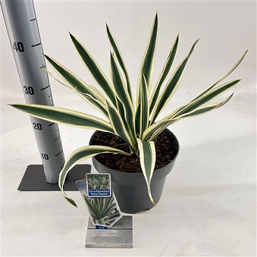 Yucca Filamentosa Ivory Towers