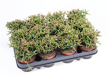 Rhipsalis Burchellii