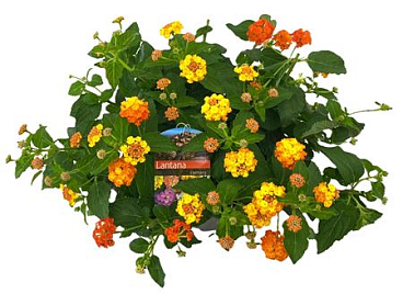 Lantana Camara