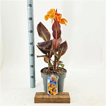 Canna Tropiccana