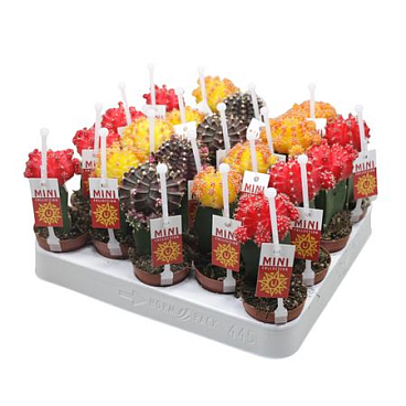Gymnocalycium Mix + Picker+etiket