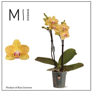 Phal 2st Gold Baby (mimensis)