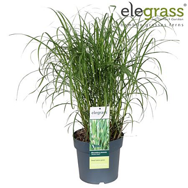 Miscanthus Sin Strictus Dwarf