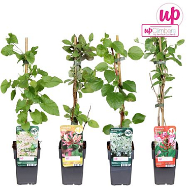 Climbing Plants Mix