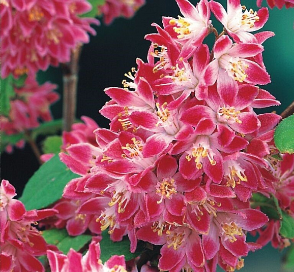 Дейция гибридная Строуберри Филдс