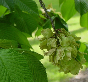 Вяз Кампердовнии штамб