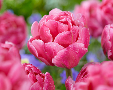 Тюльпан махровый ранний Дабл Ароса