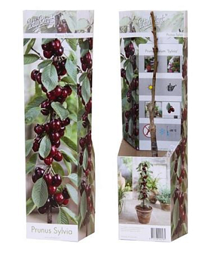 Prunus Avium Sylvia