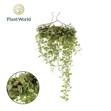 Dischidia White Diamond Hanger