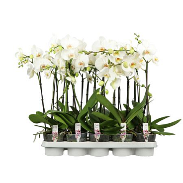 Phal 1-2st Wit A2 (opti)