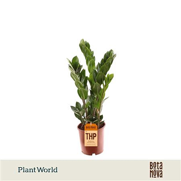 Zamioculcas