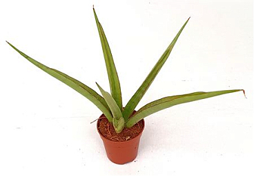 Sansevieria Starshine