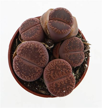 Lithops Aucampeie