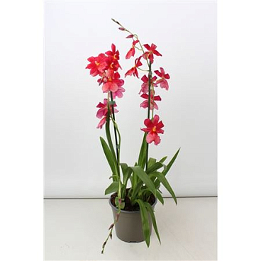 Cambria 2st Nelly Isler