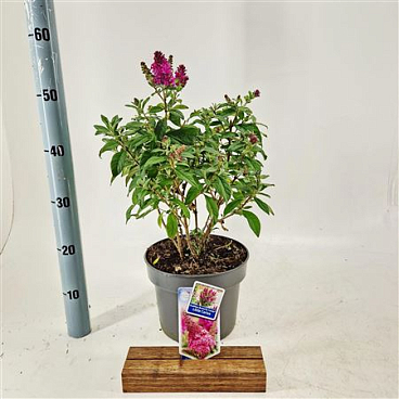 Buddleja Dav Butterfly Candy Little Cerise