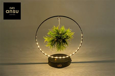 Tillandsia Christmas Edition - Black