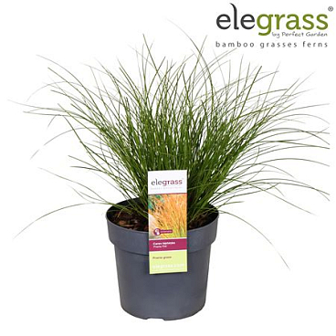Carex Testacea Prairie Fire