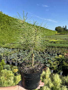 Сосна густоцветковая Голден Гост